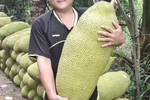 菠萝蜜多少钱一个