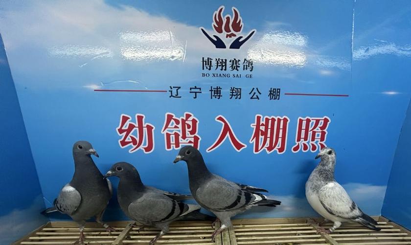中信网各地赛鸽公棚