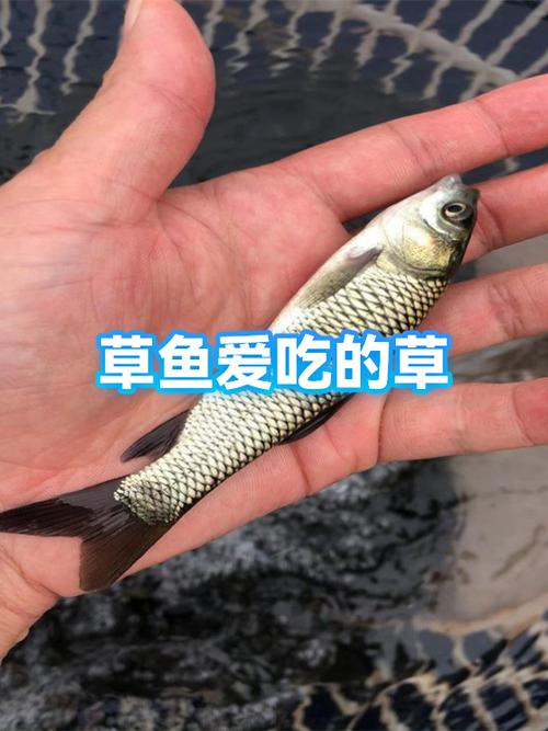 草鱼最爱吃的3种水草