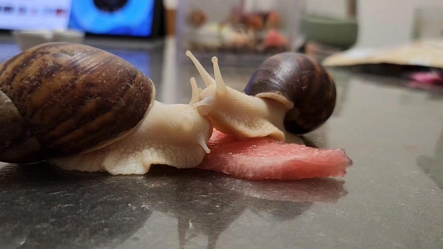 蜗牛视频snailok