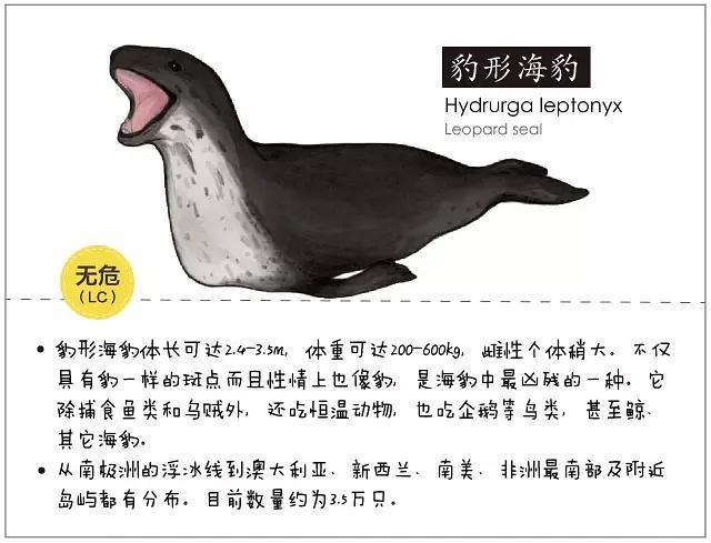 海豹0607海豹区别