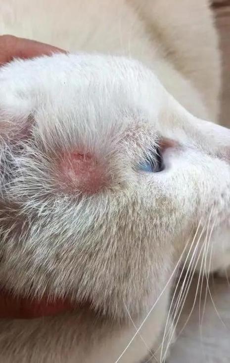 狗得了皮肤病怎么治疗
