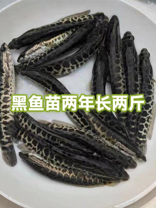 2斤左右的黑鱼批发多少钱