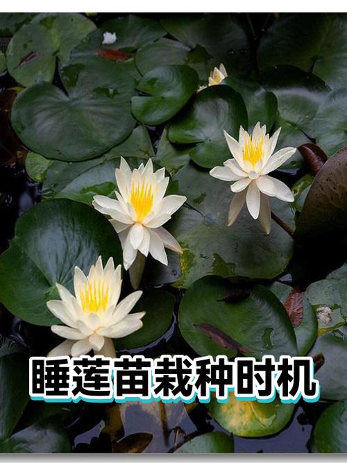 睡莲花什么时候种植最好