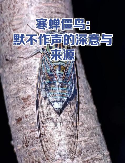 寒蝉比喻什么样的人