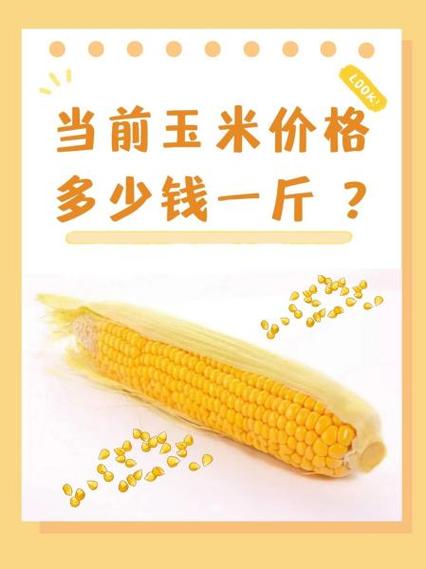 今日玉米一斤价格表