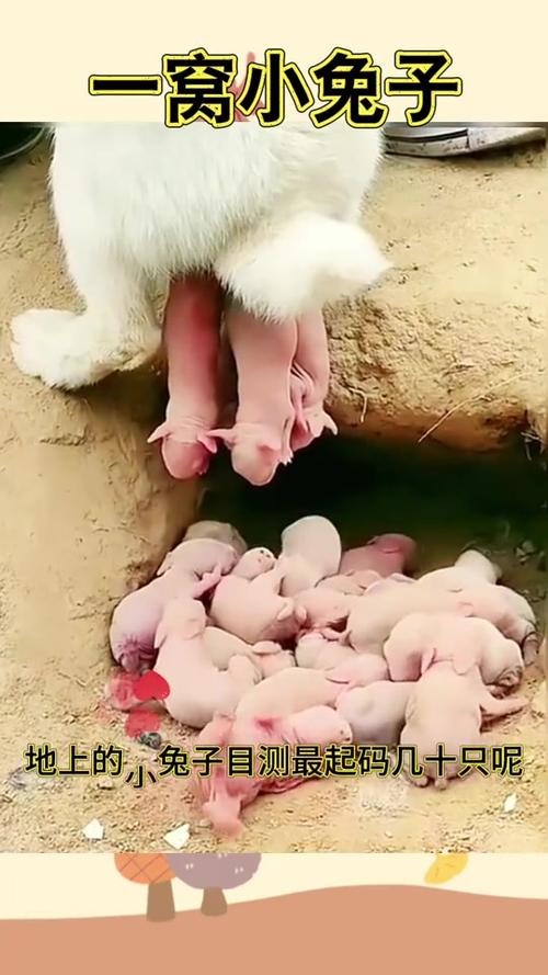 塔兔一年几窝