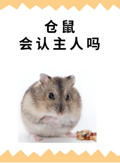 仓鼠认主人吗