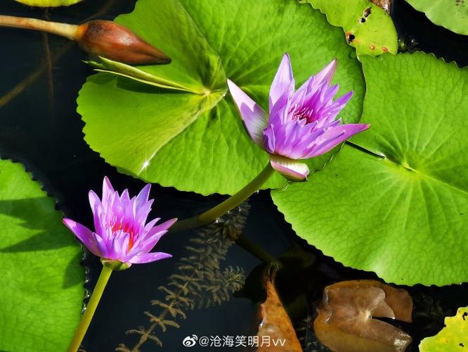 睡莲的雅称