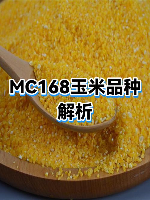 MC玉米品种大全