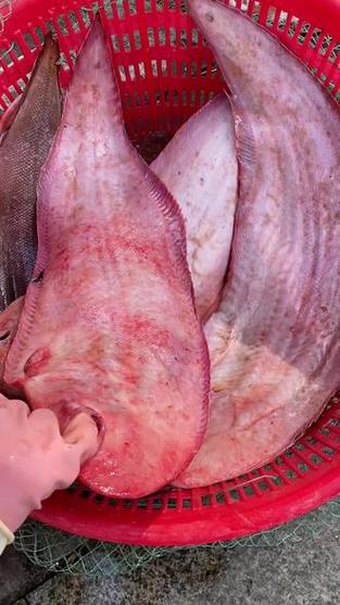 龙利鱼是什么鱼