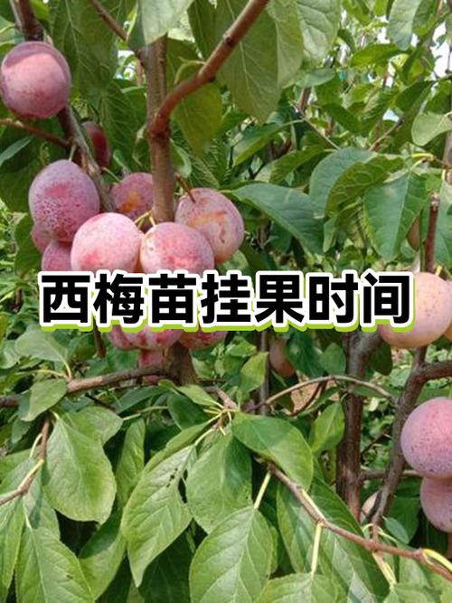 一天吃西梅最佳时间