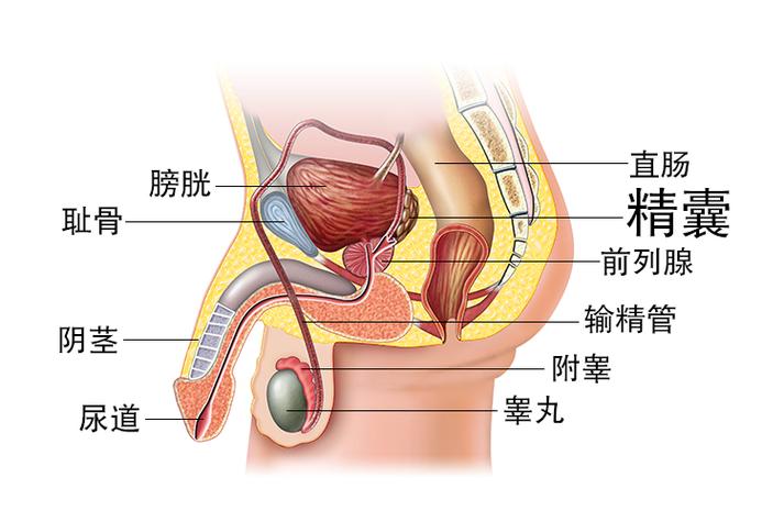 怎样判断精囊满了