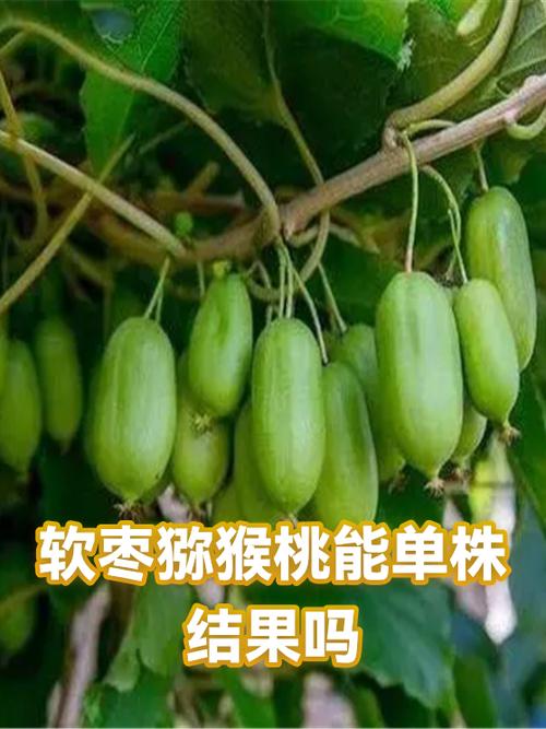 单株猕猴桃能结果吗