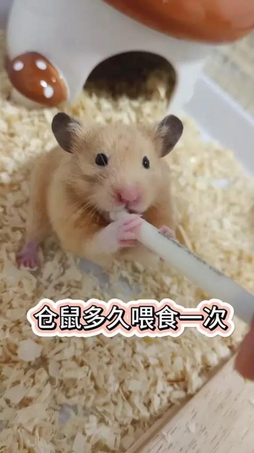 仓鼠一天喂食几次合适