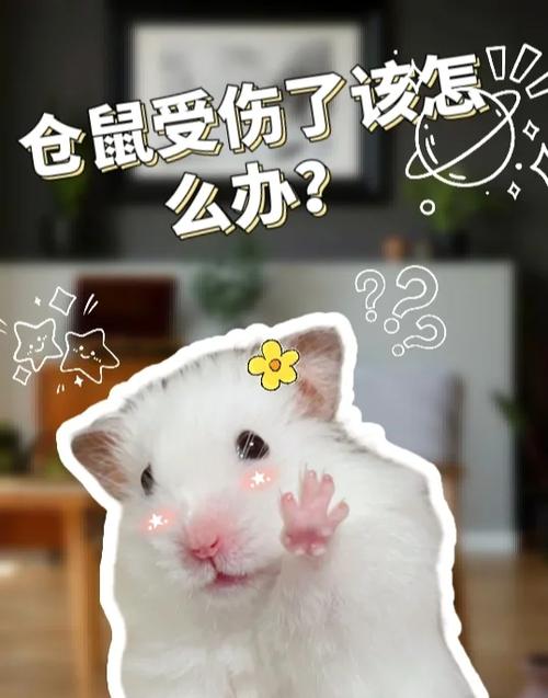 仓鼠受伤了会自愈吗
