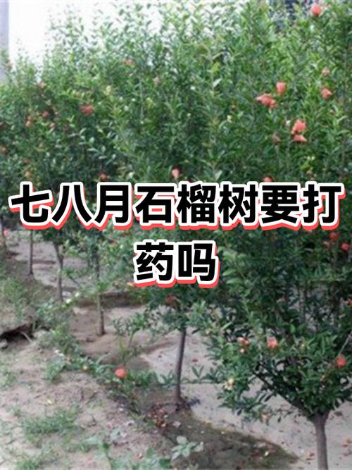 石榴树开花不坐果是什么原因