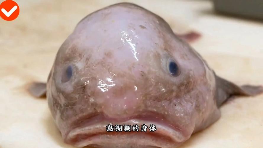 世界上最臭的鱼