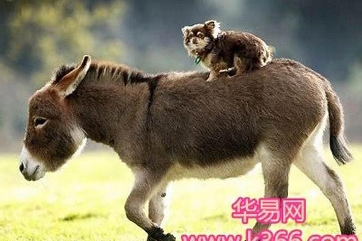 骡子能跑多快