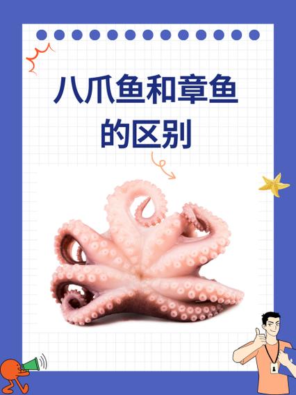 八爪鱼和小章鱼的区别