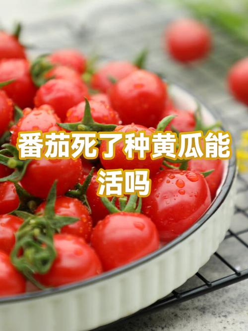 番茄突然无声了怎么恢复
