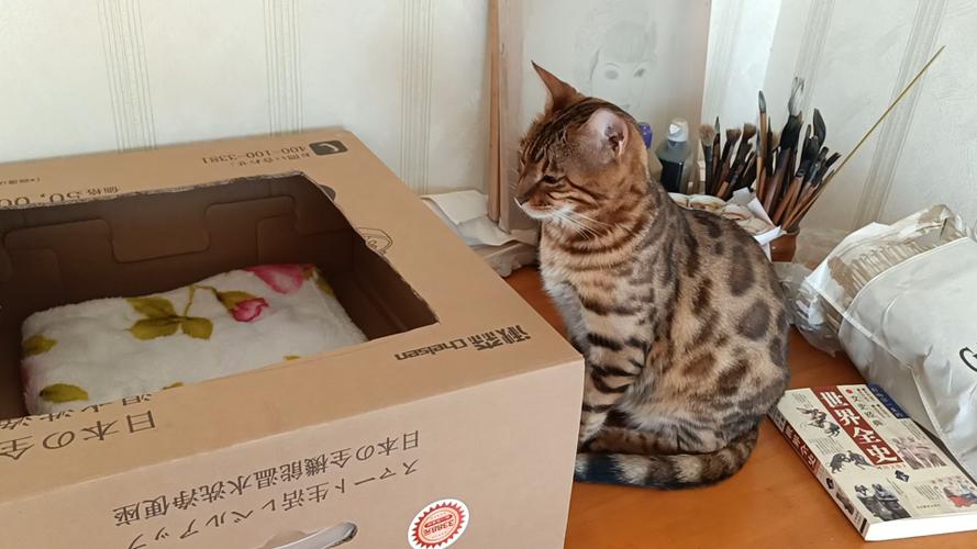 用纸箱子做猫窝