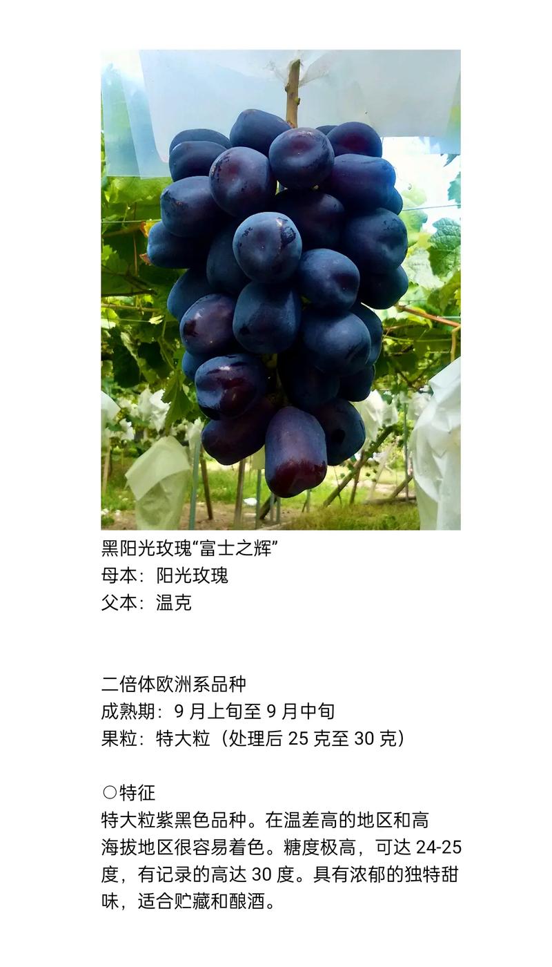 富士之辉葡萄品种简介