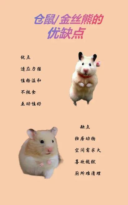 仓鼠的特点和生活特征