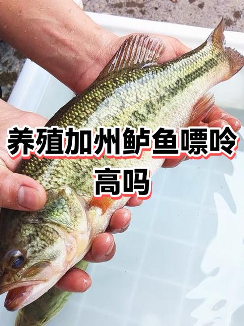 鲈鱼属于什么档次