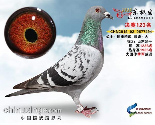 台湾2026春季桃园信鸽协会