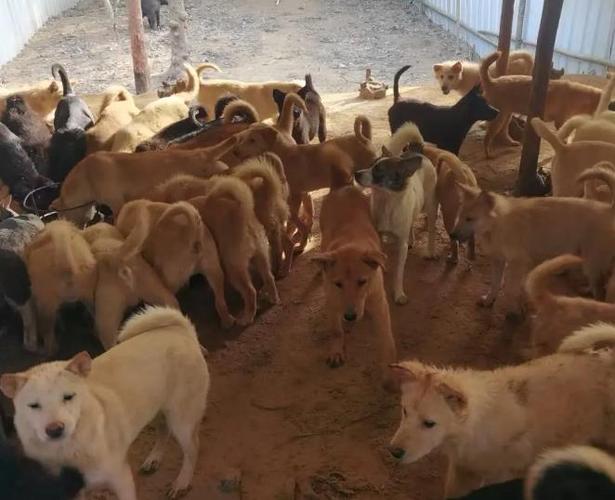 养200只肉狗需要投资多少钱