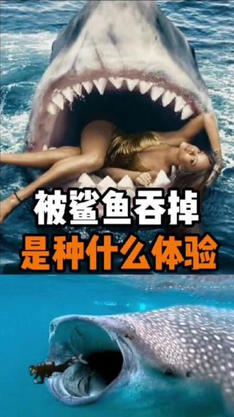 鲨鱼为啥要吃人