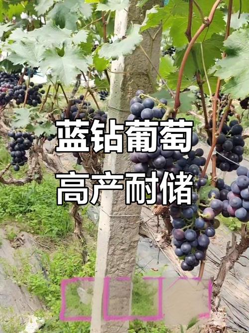 蓝钻葡萄是早熟葡萄吗