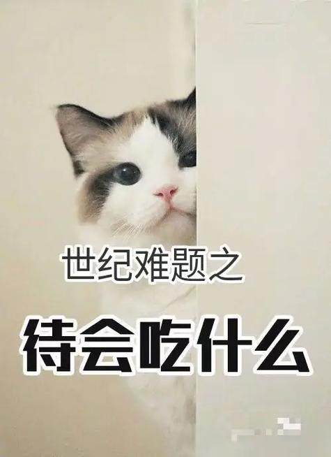 不知道吃啥,每天都为吃发愁