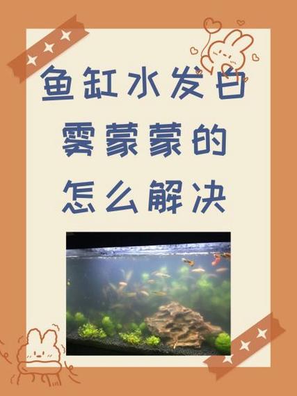鱼缸换水后水白蒙蒙的怎么解决