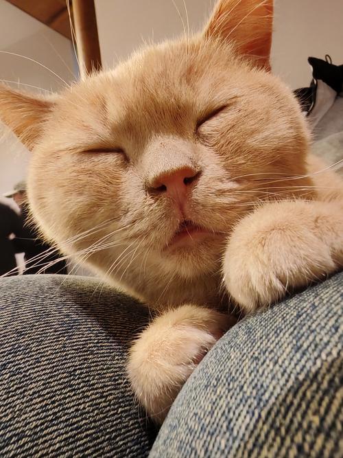 大橘猫搞笑视频