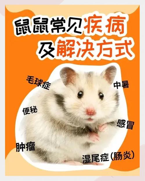 仓鼠感冒了能自愈吗