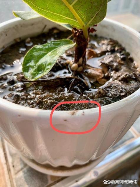 花盆里的小黑虫怎么治