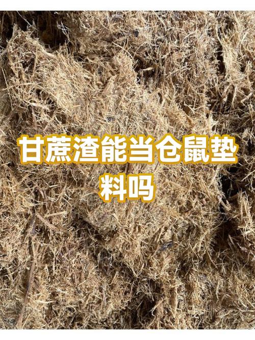 仓鼠没有垫料会死吗