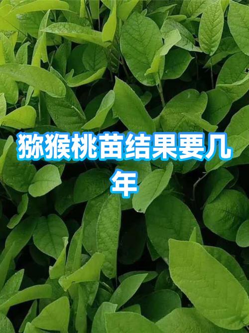 猕猴桃几年才能开花结果