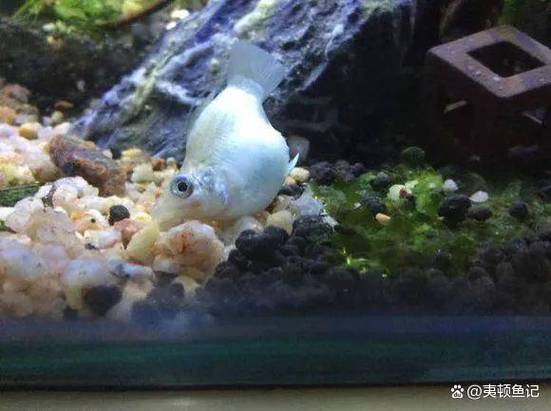 鱼趴缸加盐有用吗