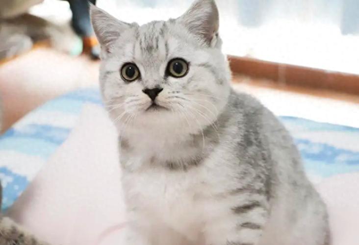 养虎斑猫的好处和坏处