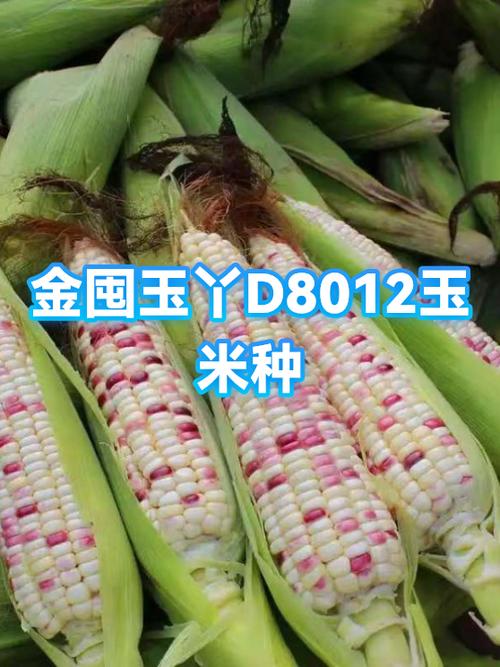 卖玉米种