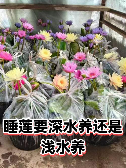 睡莲要深水养还是浅水养