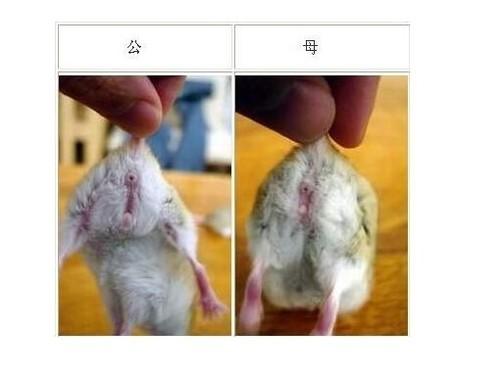 怎么知道仓鼠配对成功