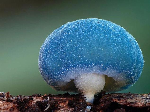 蘑菇星球游戏平台