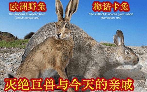 兔子的称号有哪些
