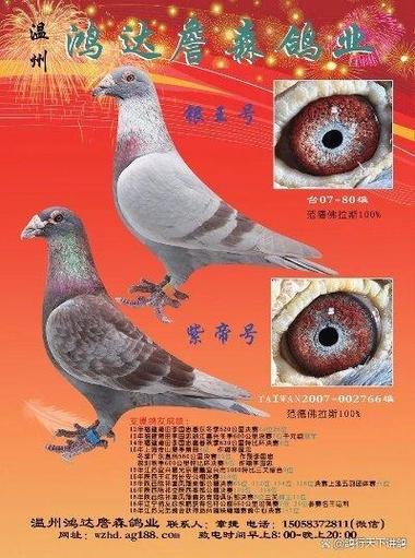 三个月鸽子能配对成功吗
