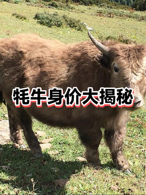 牦牛市场价多少一头