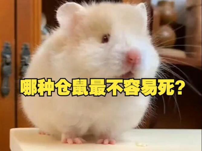 哪种仓鼠不容易死